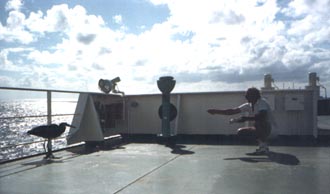 Feeding a large bird on bridge wing